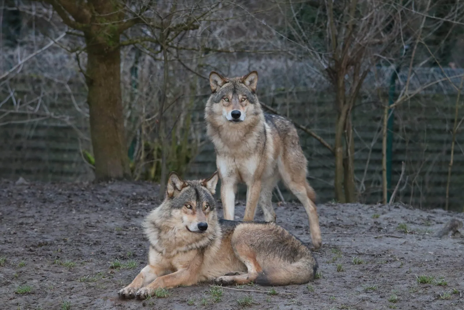 Publikumsmagnet Wolfsnächte: Comeback ein voller Erfolg