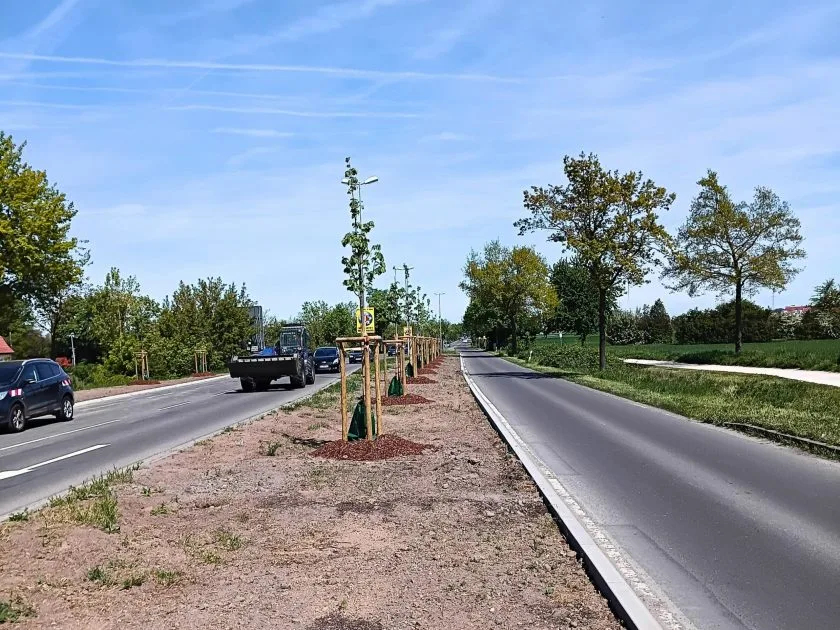 Stadt Worms entsiegelt fast 2.000 Quadratmeter und pflanzt 22 neue Bäume