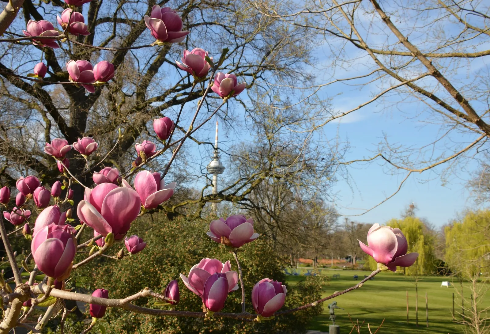 Magnolien und Fernmeldeturm