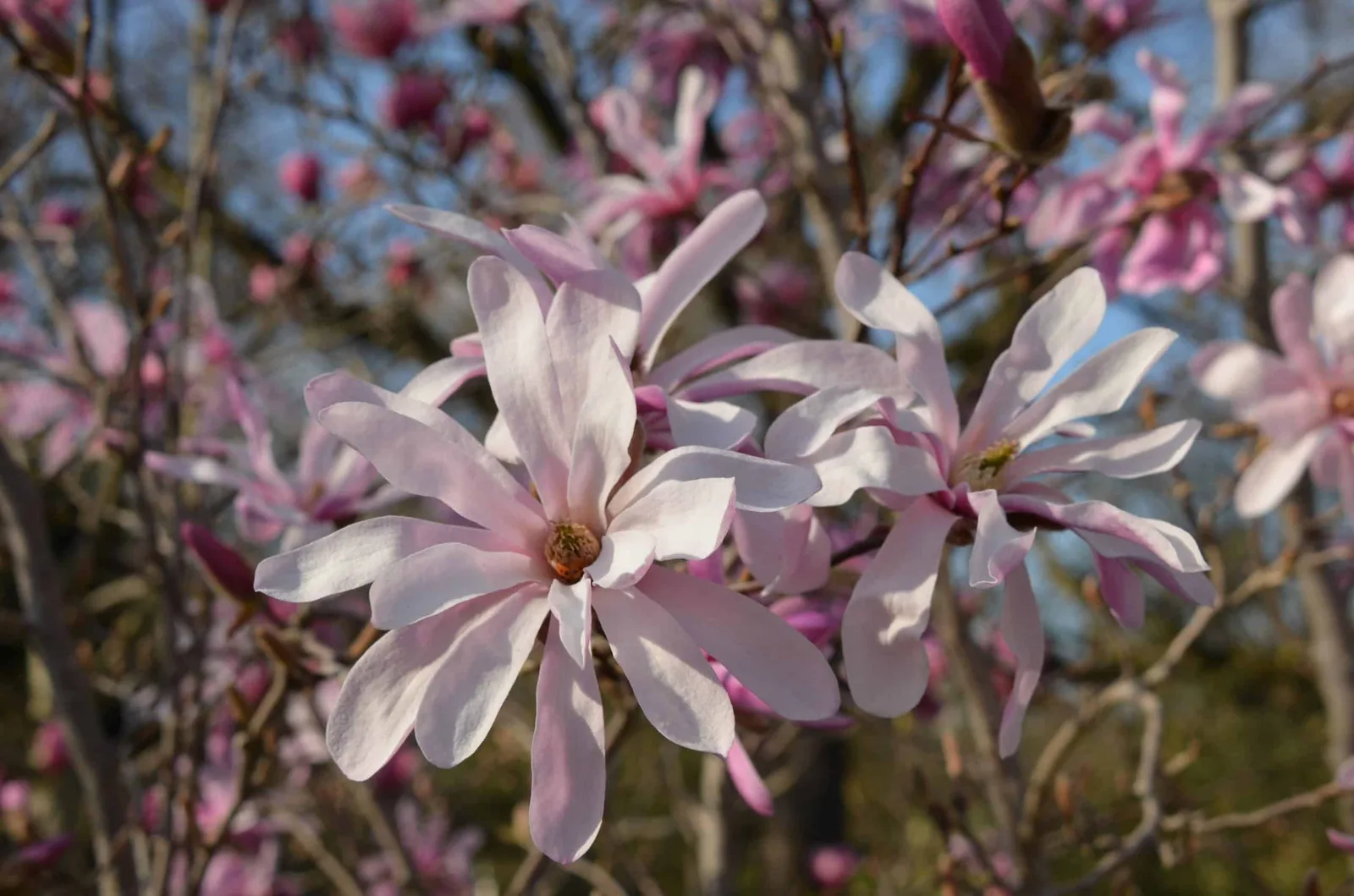 Sternmagnolie