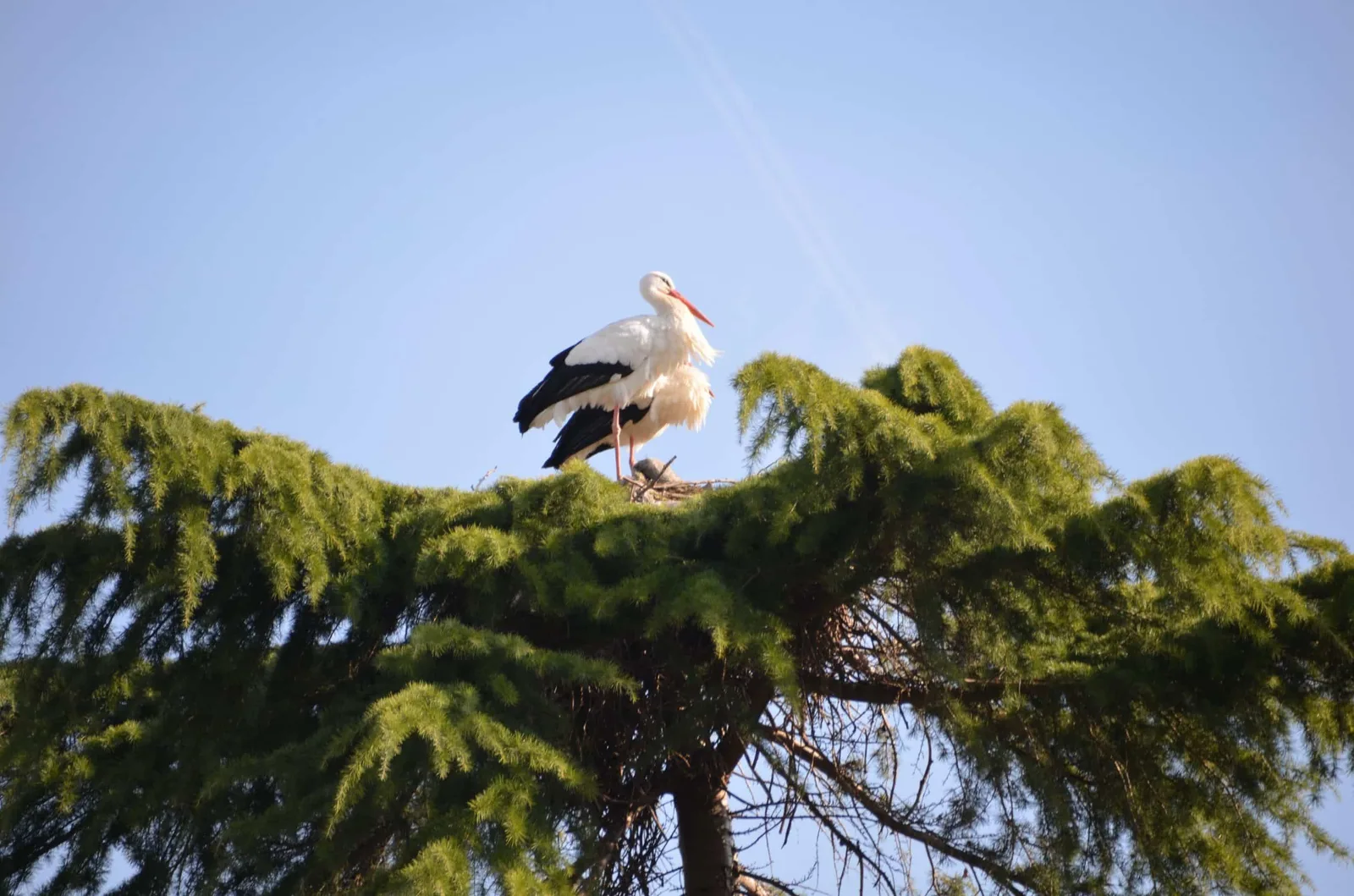 Störche im Luisenpark