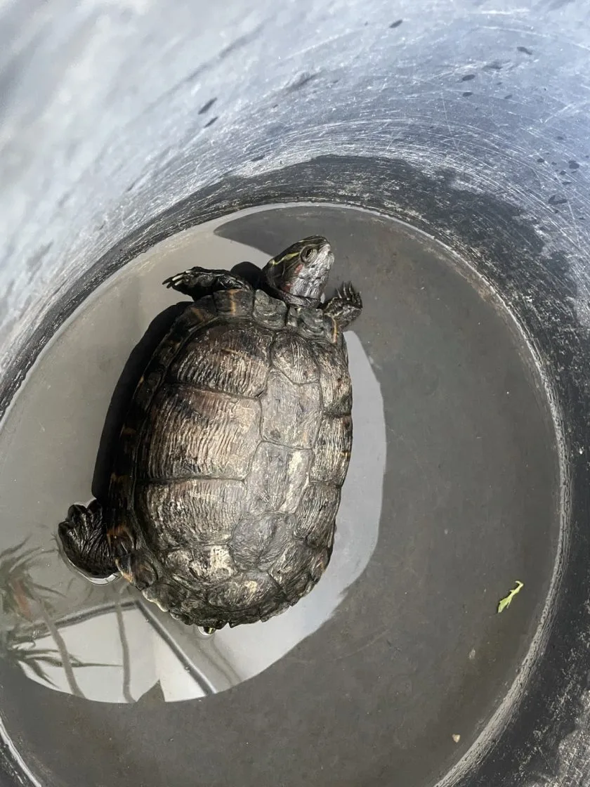 Schildkröte quert B420 bei Schornsheim – Tier im Tierheim Mainz abgegeben