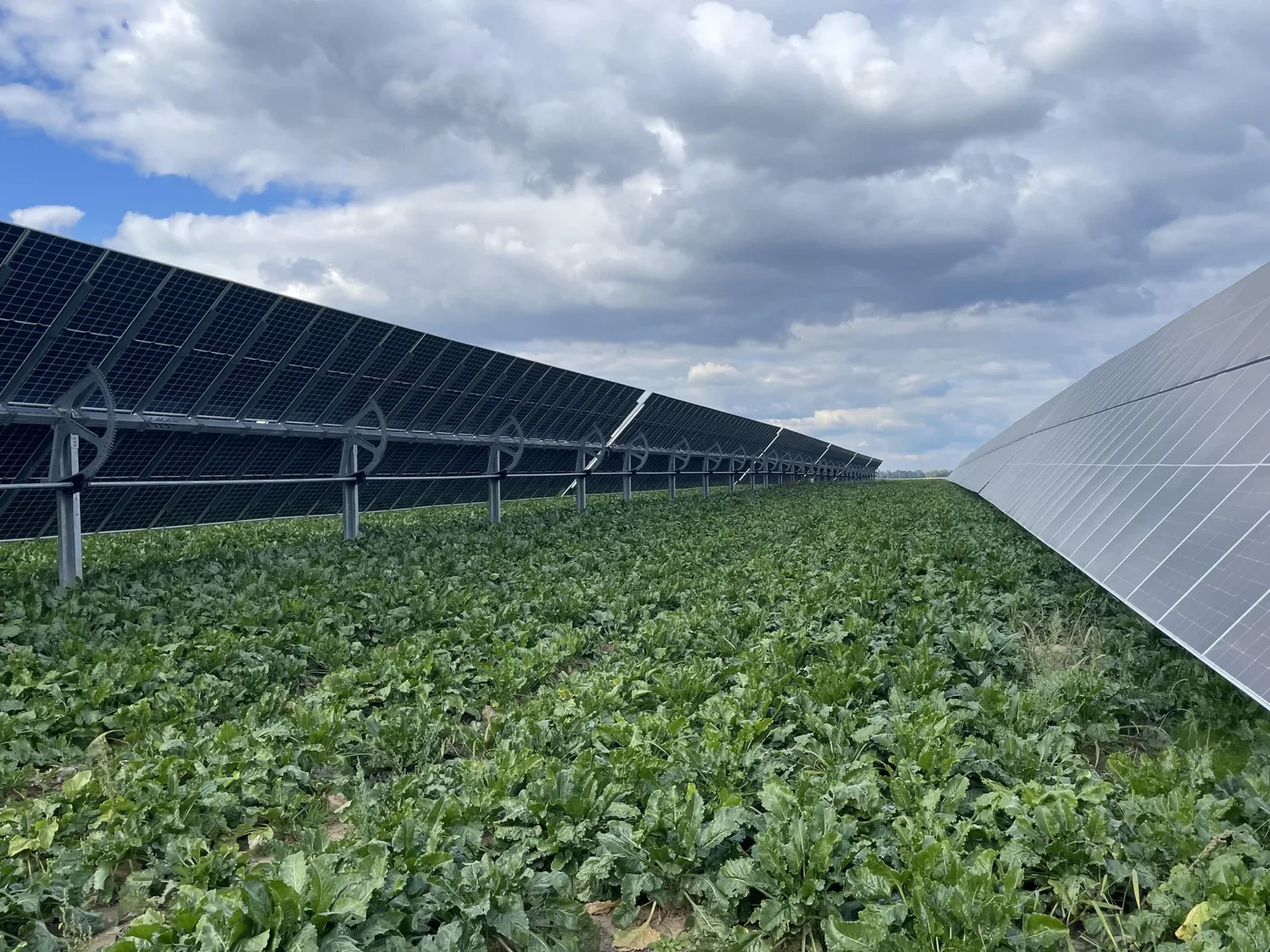 Impressionen einer Agri-PV Anlage mit einachsigem Nachführsystem II (c) Ylektra GmbH