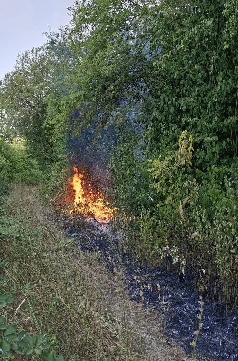 Von Böschungsbrand bis Ölspur: Feuerwehr Worms zehnmal im Einsatz am Samstag