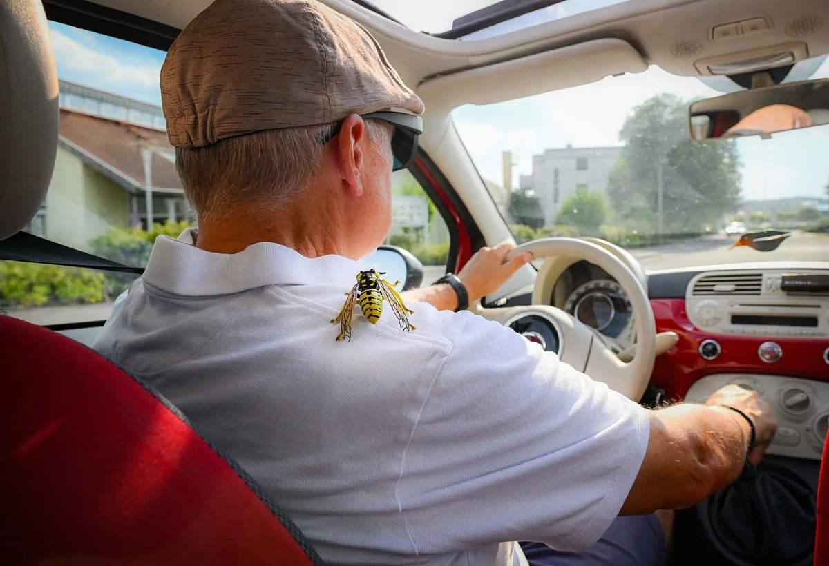 Wespe im Auto? Ruhe bewahren und erst sicher anhalten