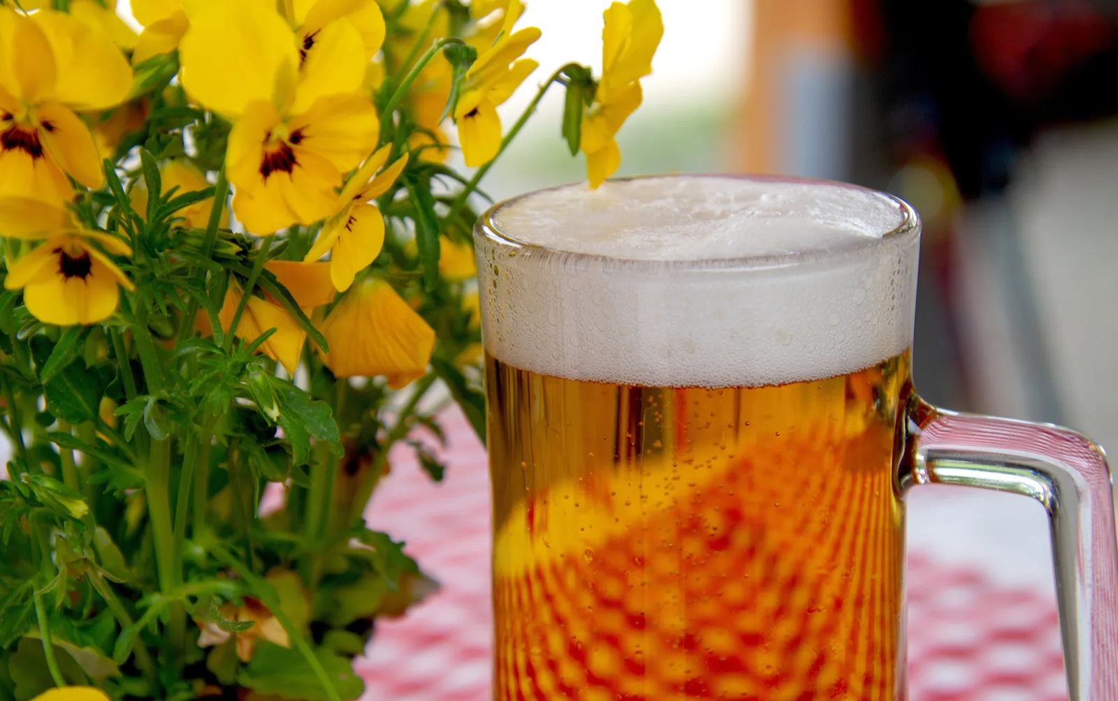Neues Bier im Festzelt: Kurpfalzbräu wird Partner des Mannheimer Oktoberfestes