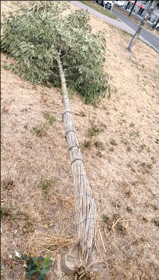Baum mutwillig gefällt: Stadt Worms bittet um Hinweise