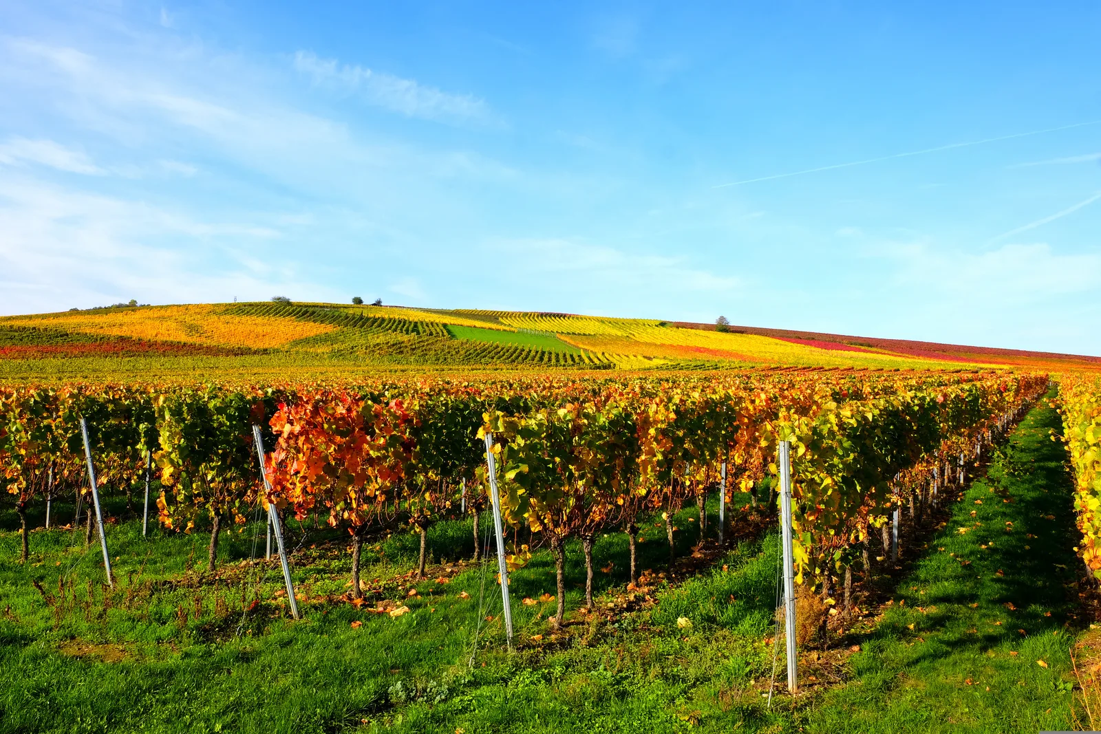 Ideenwettbewerb sucht neue Symbole für Rheinhessen