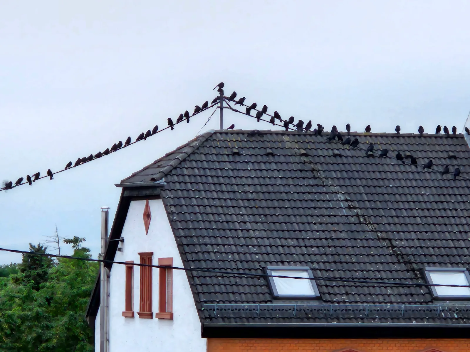 Ärger um Saatkrähen: CDU bringt Thema in den Ortsbeirat
