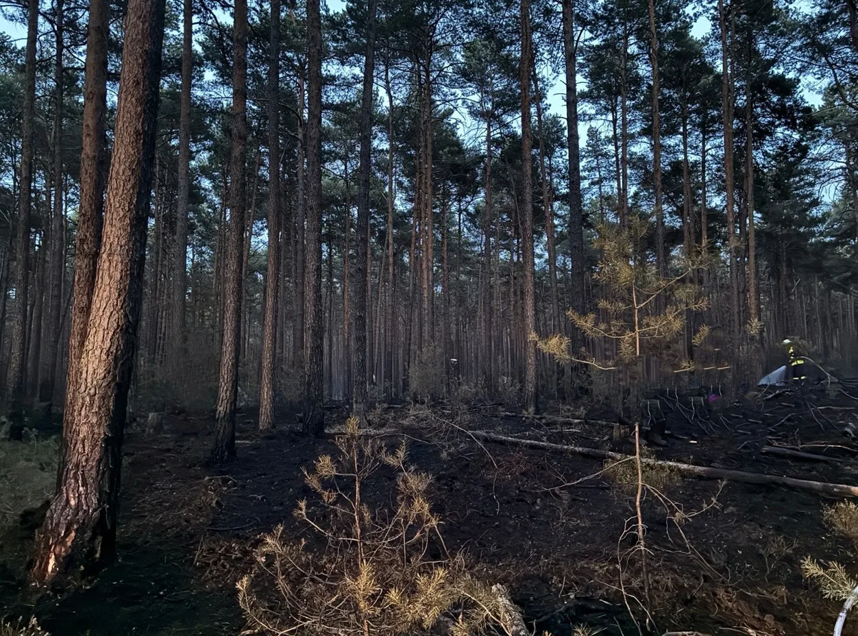Waldbrand beschädigt mehrere Tausend Quadratmeter Fläche