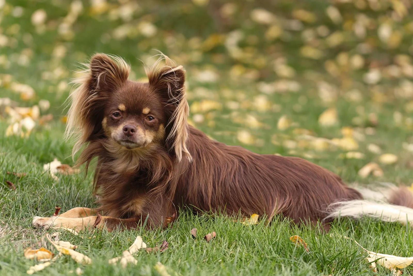 Nach tödlichem Schuss auf Hund in Ludwigshafen: Tierschutzorganisation zeigt Polizisten an