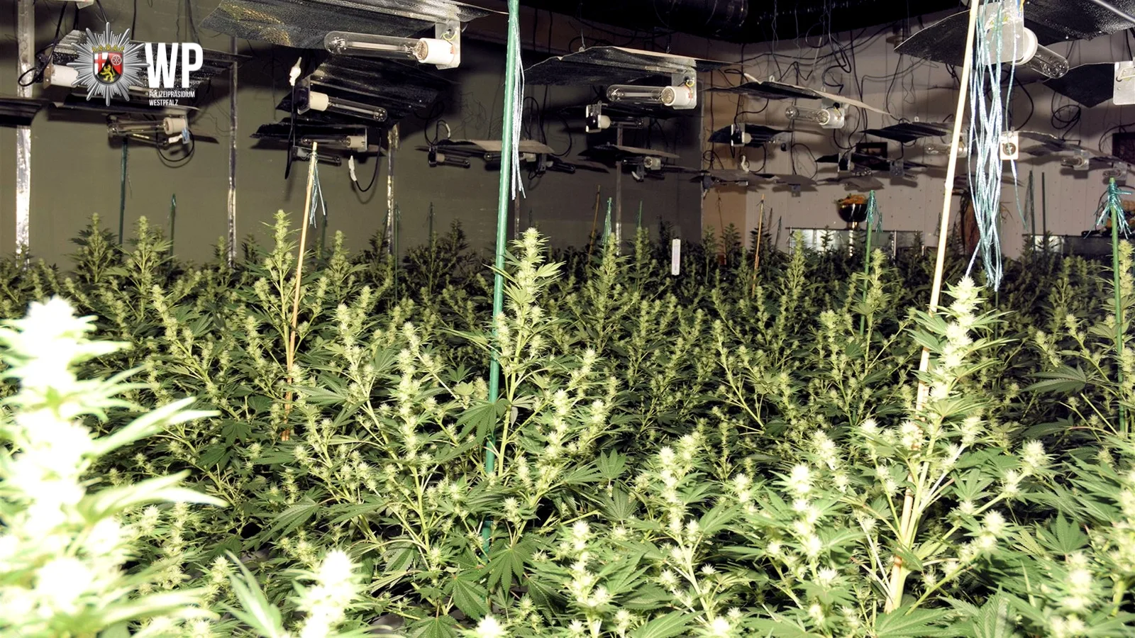 Stromausfall führt Polizei zu großer Cannabis-Plantage im Landkreis Kusel