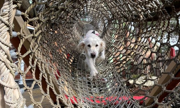Tierisch gut: Rettungshunde nutzen Europa-Park als Trainingsfläche