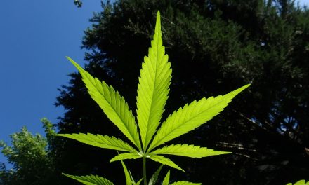Kirchheimbolanden – Fahren unter dem Einfluss von Cannabis