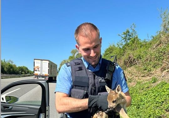 Polizeiautobahnstation Ruchheim – Rehkitz von A6 gerettet