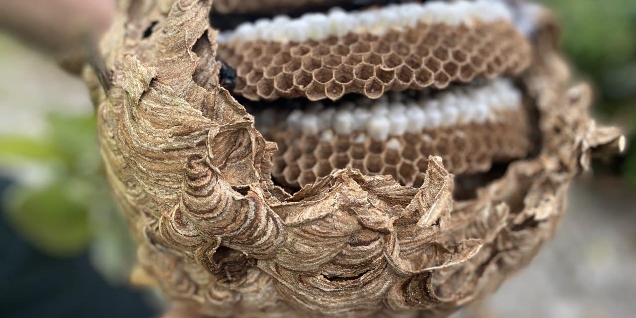 Kleine Helfer, große Wirkung – mit Tipps aus Worms