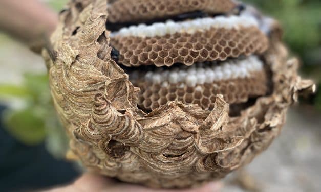 Kleine Helfer, große Wirkung – mit Tipps aus Worms