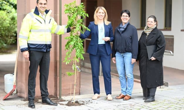 Stadt Worms setzt auf Begrünung in der Innenstadt- Fassadenbegrünung am Rathaus abgeschlossen