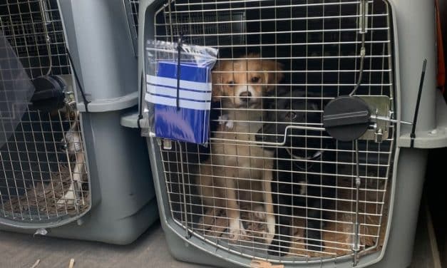 Lebendtierkontrollen auf der BAB 61