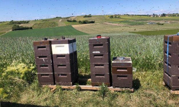 Bienendiebstahl in Spiesheim – Familie Schumnig bittet um Hinweise