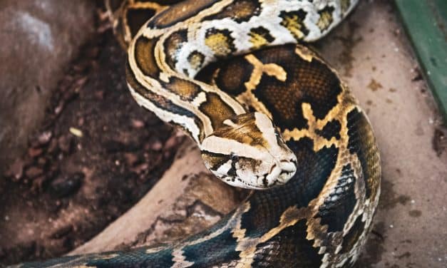 Update: entlaufene Netzpython Gimbsheim