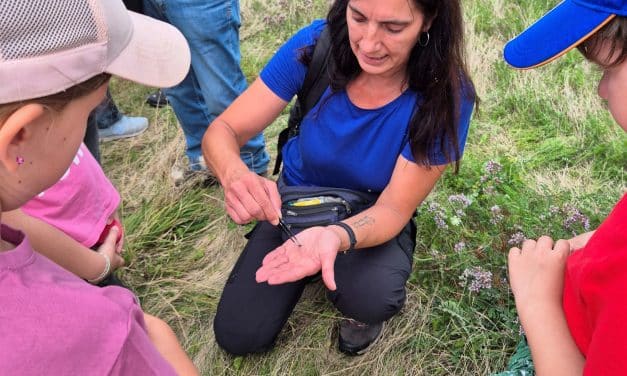 Insektenexkursion am 21.6. in Flomborn – BUND lädt Familien und Kinder zum großen Flattern und Krabbeln ein