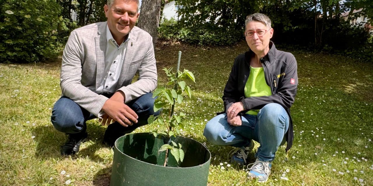 Für die Nachwelt: Maulbeerbaum vom Alzeyer Schlosspark hat Nachwuchs