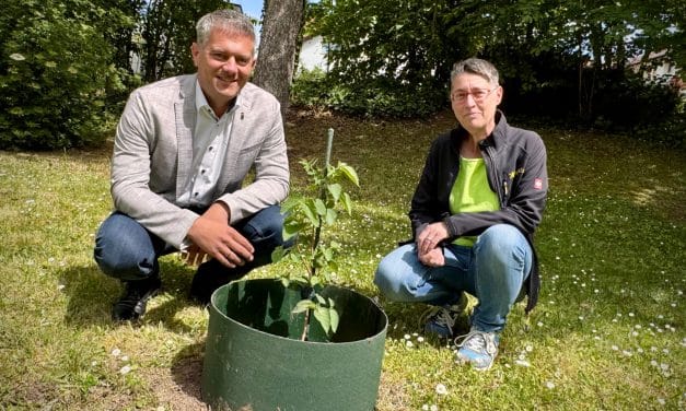 Für die Nachwelt: Maulbeerbaum vom Alzeyer Schlosspark hat Nachwuchs