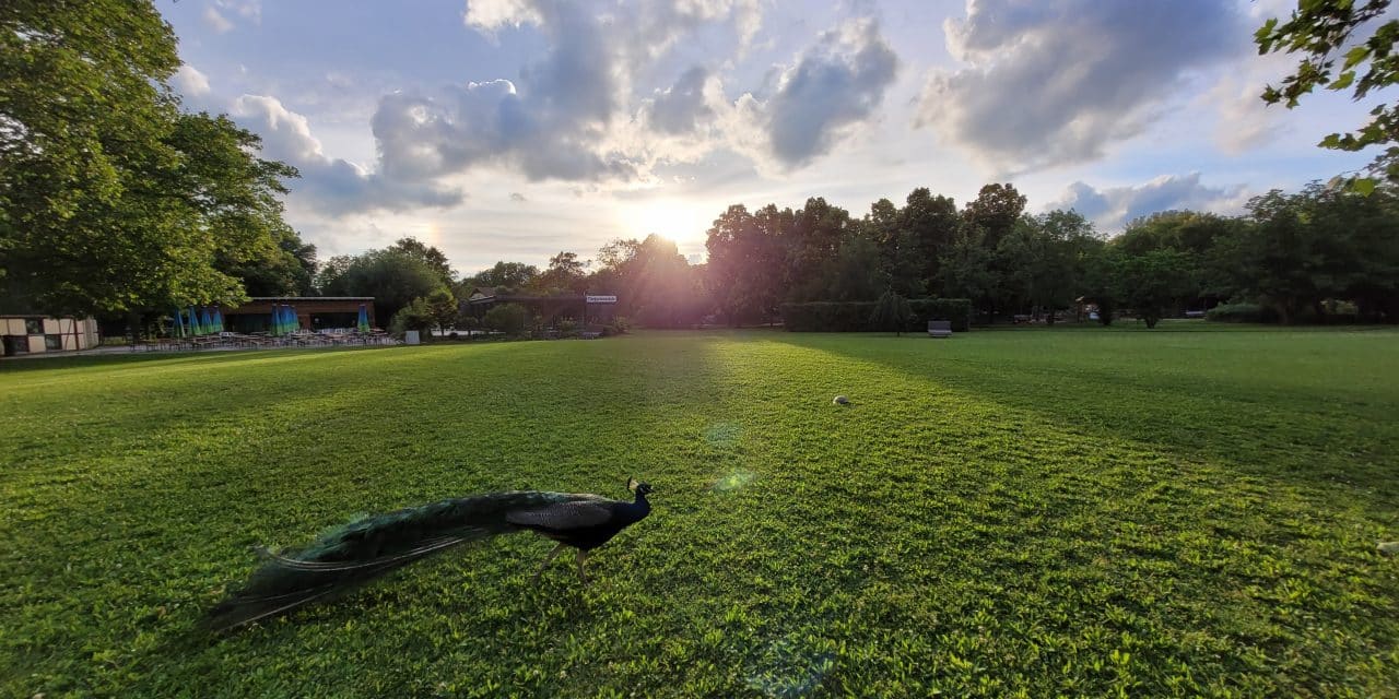 Mittsommernacht im Tiergarten Worms: Mythen, Legenden und tierische Begegnungen bei Sonnenuntergang