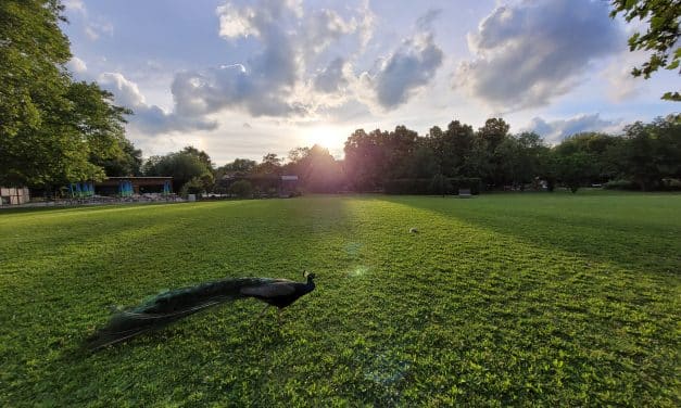 Mittsommernacht im Tiergarten Worms: Mythen, Legenden und tierische Begegnungen bei Sonnenuntergang