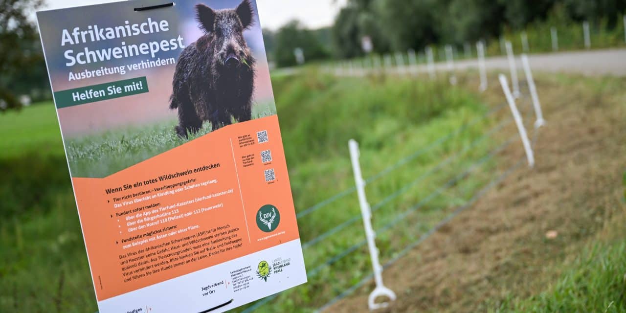 Schweinepest: Seit März keine neuen Fälle im Kreis