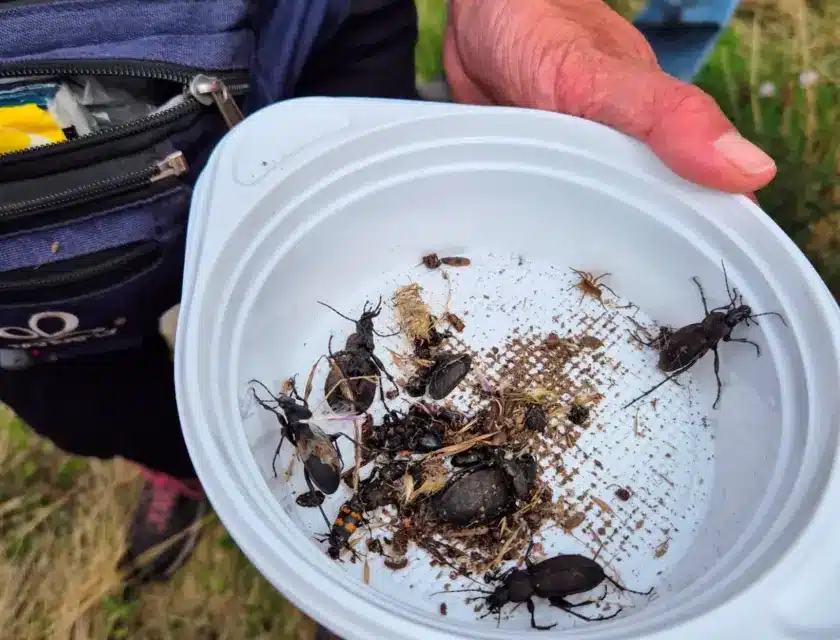 Das große Flattern und Krabbeln – Heuschrecken, Käfer, Schmetterlinge und Co.