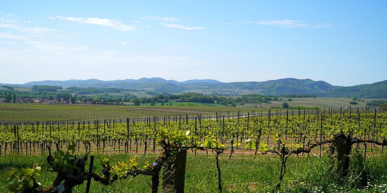 Schmitt legt Weinbaupaket 2025+ vor: „Ohne Weinbau wäre Rheinland-Pfalz nicht Rheinland-Pfalz“