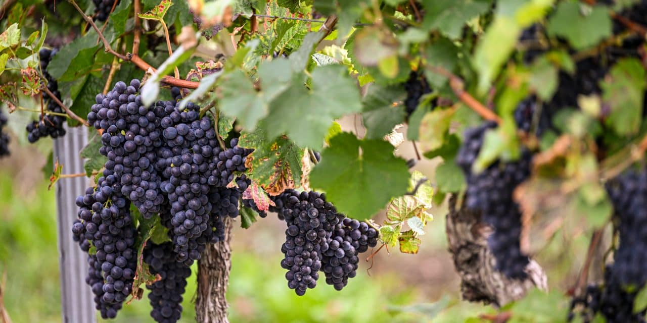 Dreiste Traubendiebe treiben in Rheinhessen ihr Unwesen