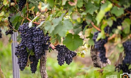 Dreiste Traubendiebe treiben in Rheinhessen ihr Unwesen