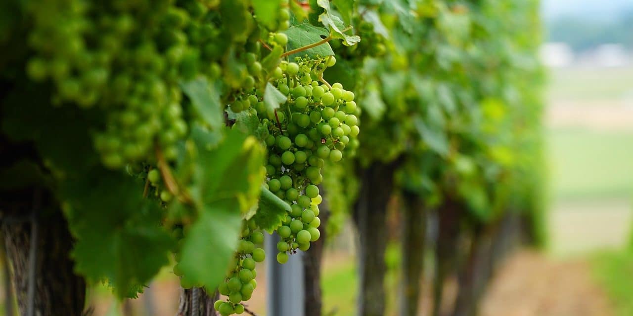 Schmitt unterstützt Bundes-Initiative für Backpulver im Weinbau