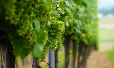 Schmitt unterstützt Bundes-Initiative für Backpulver im Weinbau