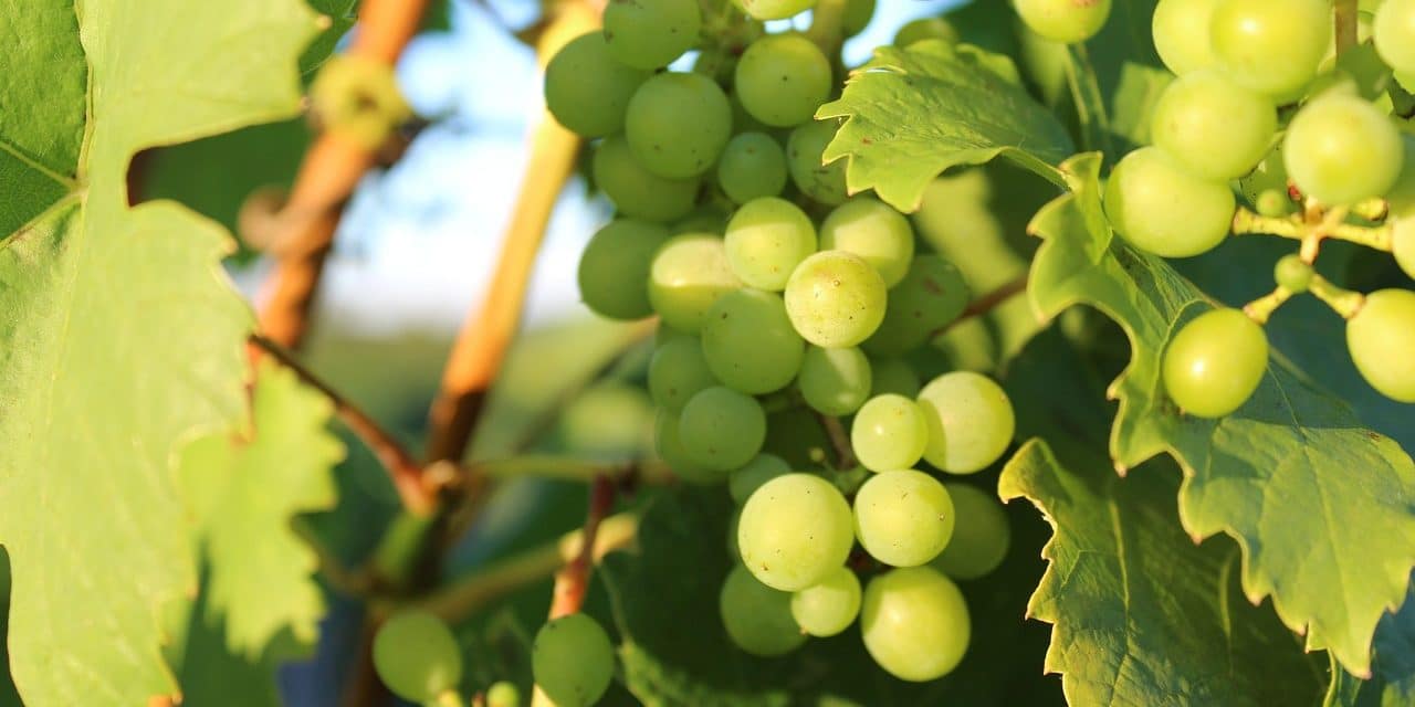 SPD Worms sieht bei Hilfe für den Weinbau alle Ebenen in der Pflicht