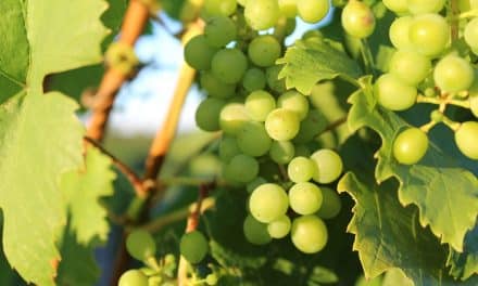 SPD Worms sieht bei Hilfe für den Weinbau alle Ebenen in der Pflicht