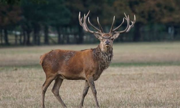 Wildunfälle im Herbst – ein oft unterschätztes Risiko