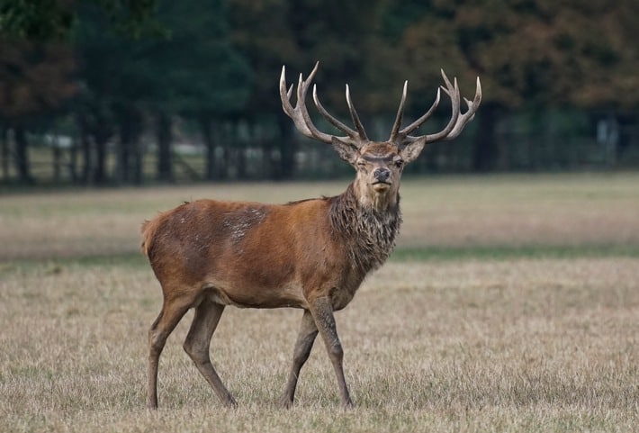 Wildunfälle im Herbst – ein oft unterschätztes Risiko