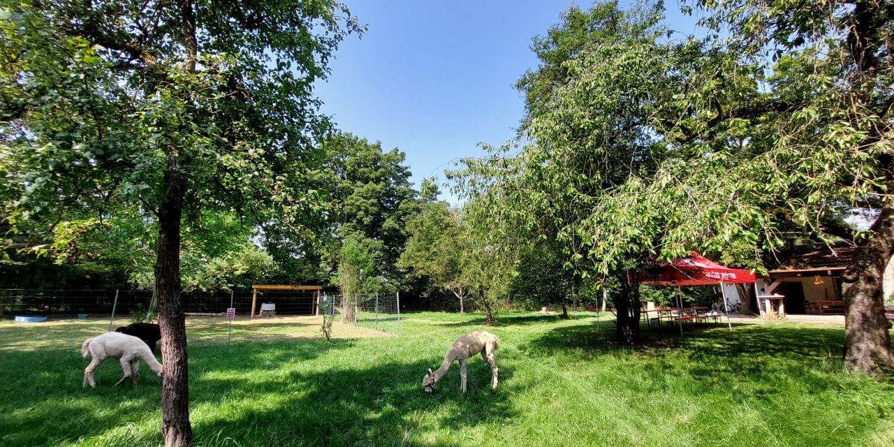 Lernen im Grünen: Caritas startet nachhaltige Tagesgruppe für Kinder und Jugendliche