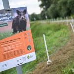 Afrikanische Schweinepest: Hessen baut 60 Kilometer langen Schutzzaun zur NRW-Grenze