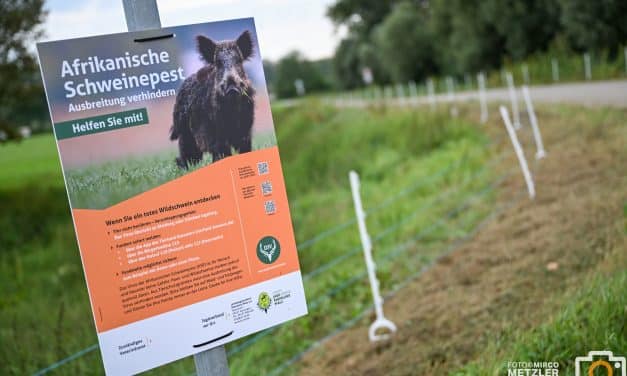 Afrikanische Schweinepest: Hessen baut 60 Kilometer langen Schutzzaun zur NRW-Grenze