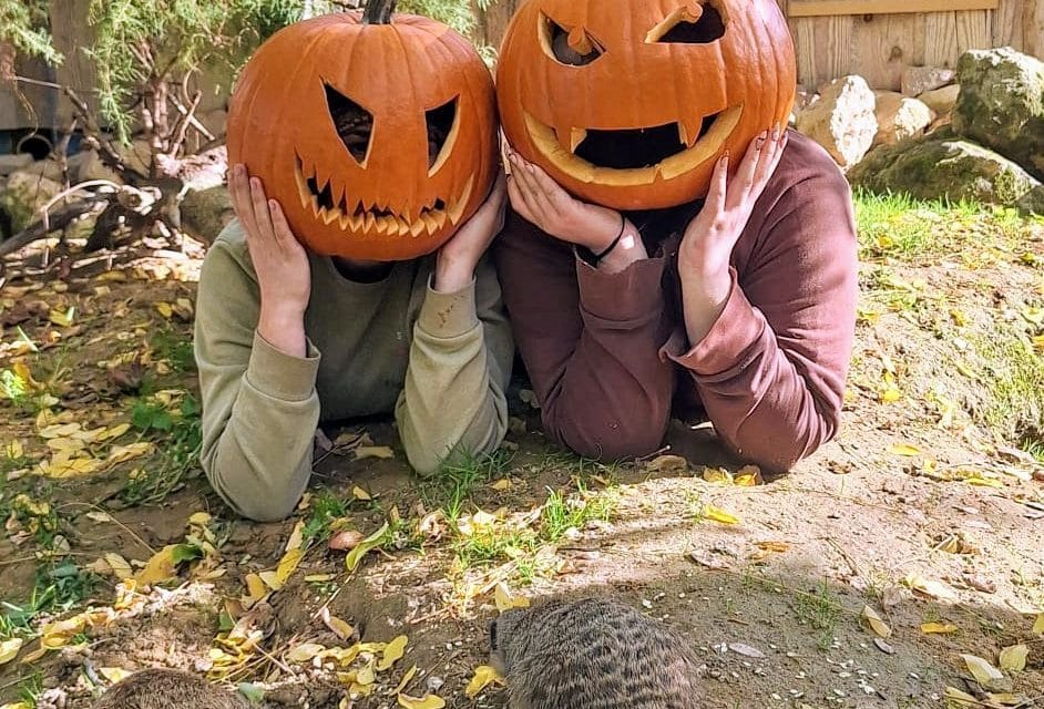 Herbstzauber & Gruselfaktor: Halloween-Special im Tiergarten Worms