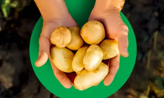 Lidl reduziert die Preise für deutsche Kartoffeln
