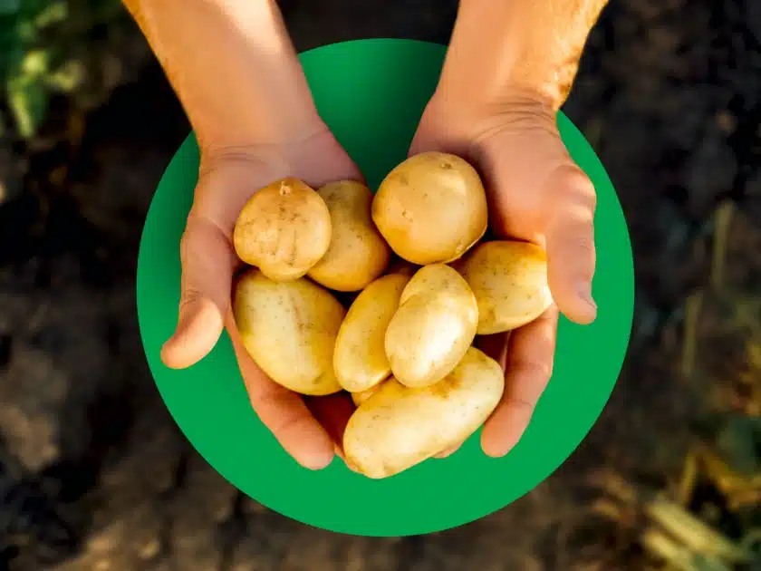 Lidl reduziert die Preise für deutsche Kartoffeln