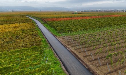 Weinbautreibende Länder müssen klares Signal senden
