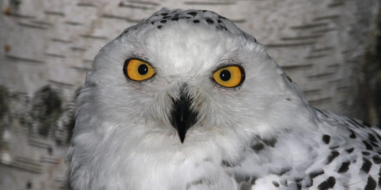 Luisenpark schränkt Vogelbereiche wegen Aviärer Influenza ein