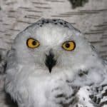 Luisenpark schränkt Vogelbereiche wegen Aviärer Influenza ein